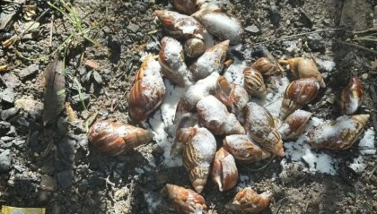 我在深圳当“蜗牛刺客”，一晚消灭1000只非洲大蜗牛