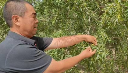 环着沙漠看新疆|从“经验种植”到“智能种植”