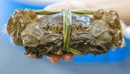 刚死不久的螃蟹，还能吃吗？