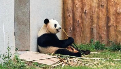 （走进中国乡村）清凉秦岭藏商机“熊猫经济”激活山水价值