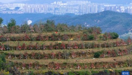 【高质量发展看陕西】“上天”的延安苹果,蕴藏哪些新质生产力