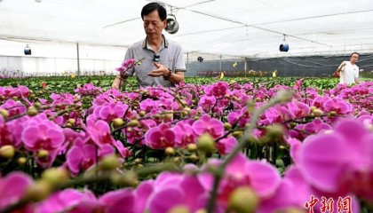台胞“登陆”二十六载“中国兰花之乡”深耕“美丽事业”