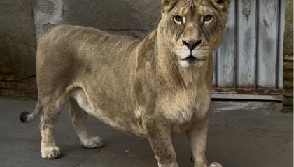 徐州九顶山“柯基狮”猛兽身形配小短腿，反差萌治愈全网