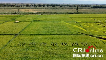治水兴水看新疆丨稻田上绘就乡村振兴新画卷