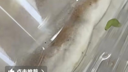 瑞士卷包装盒里被指有活虫，沃尔玛门店：已协调退货处理