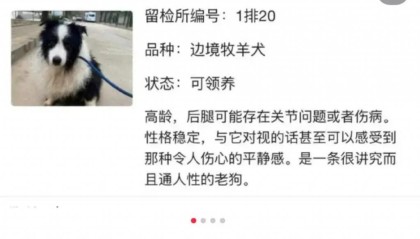 “北京公安局领养犬页面描述哭死我”