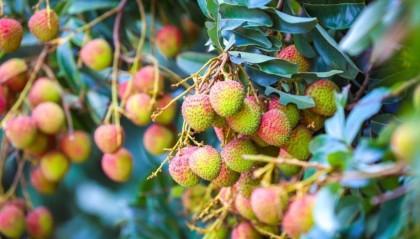 火“荔”全开!湛江遂溪仙品荔跑好广东荔枝营销第一棒